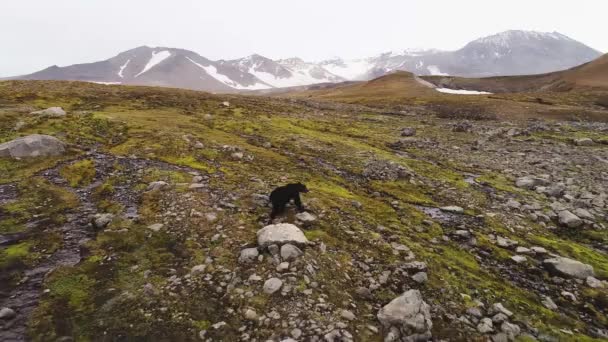 Urso Selvagem Marrom Está Andando Uma Paisagem Montanhosa Pedras Relva — Vídeo de Stock