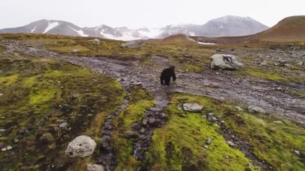 茶色の野生のクマが山の風景の中を歩いている 岩や草 ストリーム 山の背景を背景に 上から コッパーから撮影 カムチャツカの野生生物 ロシア — ストック動画