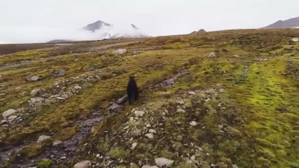 茶色の野生のクマが山の風景の中を歩いている 岩や草 ストリーム 山の背景を背景に 上から コッパーから撮影 カムチャツカの野生生物 ロシア — ストック動画