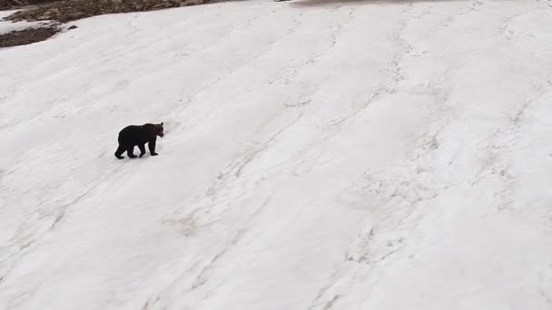 Brązowy Dziki Niedźwiedź Spaceruje Śnieżnym Krajobrazie Strzelanina Góry Helikoptera Dzika — Wideo stockowe