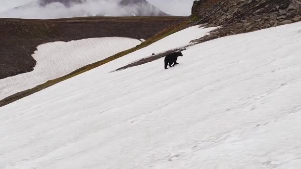 Μια Καφέ Άγρια Αρκούδα Περπατάει Ένα Χιονισμένο Τοπίο Πυροβολισμός Από — Αρχείο Βίντεο