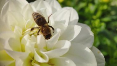 Yakından çekilen bir bal arısı, çalışkan bir şekilde beyaz bir çiçeğin üzerinde turuncu bir çekirdekte polen topluyor..