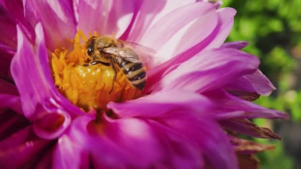 Медовая Пчела Крупным Планом Усердно Собирает Пыльцу Оранжевом Ядре Фиолетовом — стоковое видео