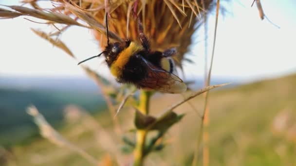 Bumblebee Close Sits Sprig Thorn Shivers Wind Sunset Time Background — Stock Video