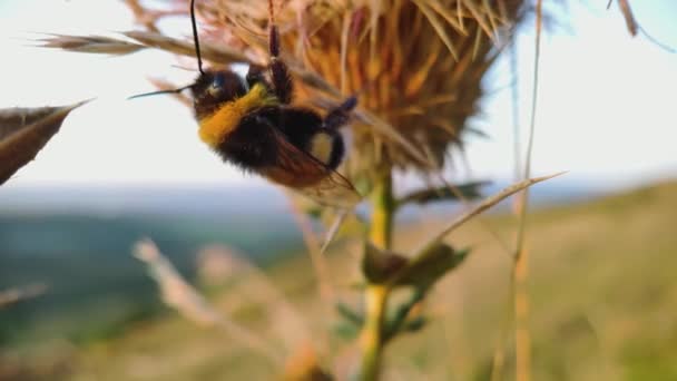 Bumblebee Close Senta Raminho Espinho Que Treme Vento Hora Pôr — Vídeo de Stock