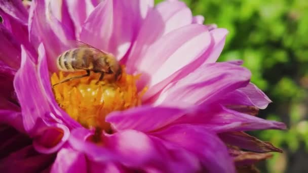 Pszczoła Miodna Zbliżeniu Pracowicie Zbiera Pyłek Pomarańczowym Jądrze Fioletowym Kwiecie — Wideo stockowe