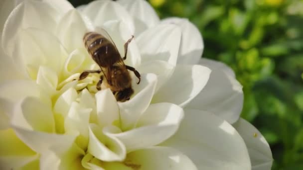 Μια Μέλισσα Κοντινό Πλάνο Μαζεύει Εργατικά Γύρη Έναν Πορτοκαλί Πυρήνα — Αρχείο Βίντεο