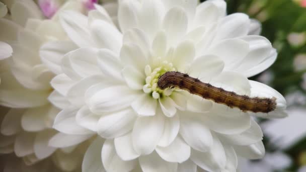 Grön Larv Med Hår Ryggen Närbild Klättrar Vit Blomknopp Larv — Stockvideo