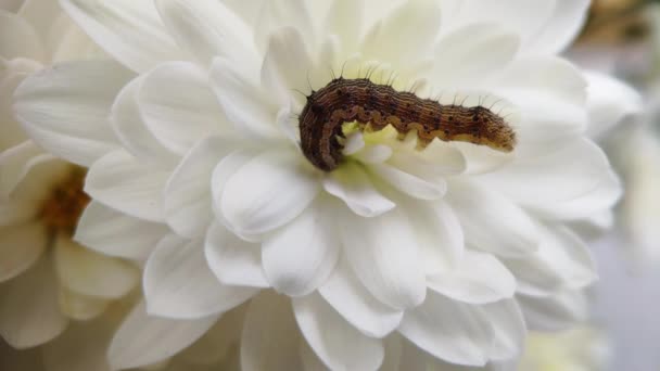 Grön Larv Med Hår Ryggen Närbild Klättrar Vit Blomknopp Larv — Stockvideo