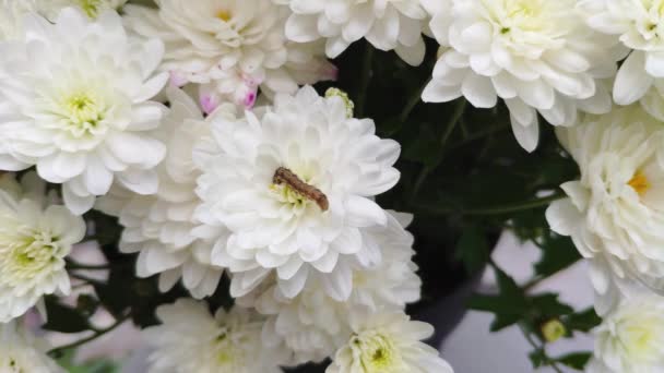 背に毛のある緑色の毛虫がクローズアップされ 白い花芽に登っています 冬虫夏草の花を食べる — ストック動画