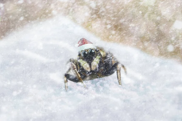 Örümcek Noel Baba. Noel Baba şapkalı komik örümcek. Her yerde kar yağıyor. Bir örümceğin makro fotoğrafı. Yeni yıl ve Noel. Örümcek Noel Baba.