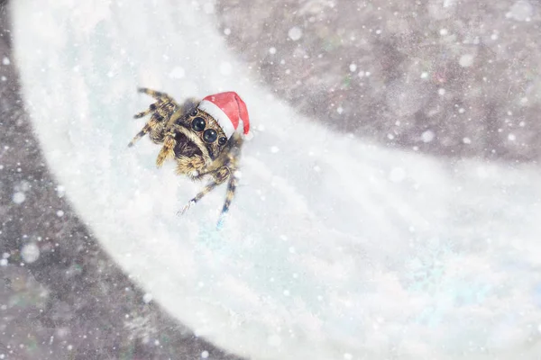 Örümcek Noel Baba. Noel Baba şapkalı komik örümcek. Her yerde kar yağıyor. Bir örümceğin makro fotoğrafı. Yeni yıl ve Noel. Örümcek Noel Baba.