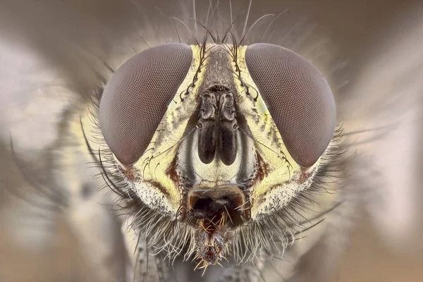 Retrato Uma Mosca Super Close Foto Pilha Incrivelmente Detalhada Inseto — Fotografia de Stock