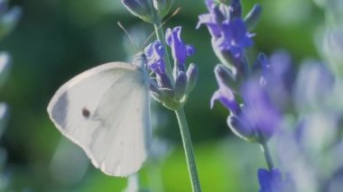 Beyaz kelebek piercing sutyen mavi lavanta çiçeklerinin nektarını içer ve uçar gider. Ağır çekimde bir böceğin makro videosu.