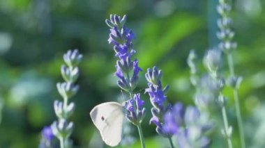Beyaz kelebek piercing sutyen mavi lavanta çiçeklerinin nektarını içer ve uçar gider. Ağır çekimde bir böceğin makro videosu.