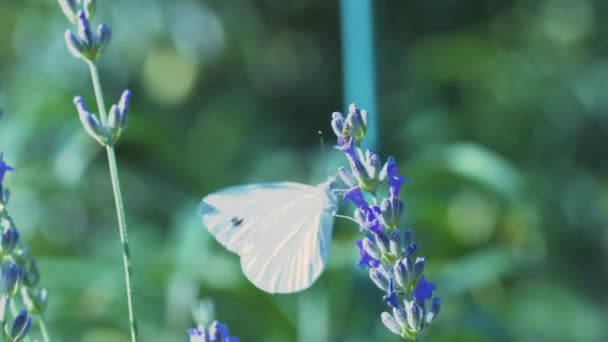 Borboleta Branca Pieris Brassicae Bebe Néctar Flores Lavanda Azul Voa — Vídeo de Stock