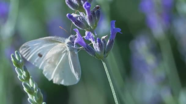 Λευκή Πεταλούδα Pieris Brassicae Πίνει Νέκταρ Των Μπλε Λουλουδιών Λεβάντας — Αρχείο Βίντεο