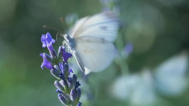 Beyaz Kelebek Piercing Sutyen Mavi Lavanta Çiçeklerinin Nektarını Içer Uçar — Stok video