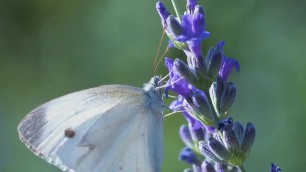 Белая Бабочка Pieris Brassicae Пьет Нектар Голубых Лавандовых Цветов Улетает — стоковое видео