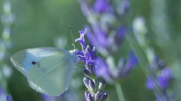 Farfalla Bianca Pieris Brassicae Beve Nettare Dei Fiori Lavanda Blu — Video Stock