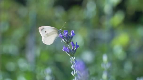 Borboleta Branca Pieris Brassicae Bebe Néctar Flores Lavanda Azul Voa — Vídeo de Stock