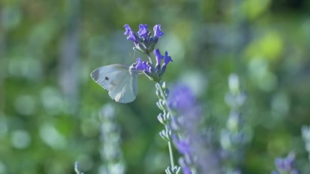 Papillon Blanc Pieris Brassicae Boit Nectar Des Fleurs Bleues Lavande — Video