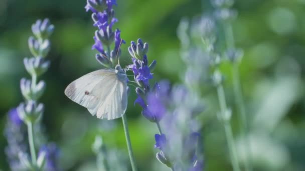 Borboleta Branca Pieris Brassicae Bebe Néctar Flores Lavanda Azul Voa — Vídeo de Stock