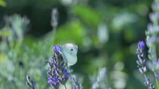 Beyaz Kelebek Piercing Sutyen Mavi Lavanta Çiçeklerinin Nektarını Içer Uçar — Stok video