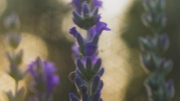 Modré Květy Levandule Houpají Větru Čas Západu Slunce Neobvyklý Bokeh — Stock video