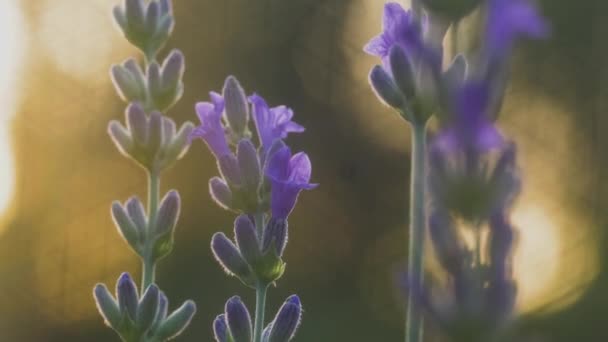 蓝色的薰衣草在风中摇曳 日落时间 一个不寻常的带有内部侧面的Bokeh — 图库视频影像