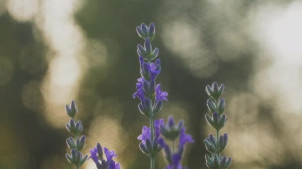 Modré Květy Levandule Houpají Větru Čas Západu Slunce Neobvyklý Bokeh — Stock video
