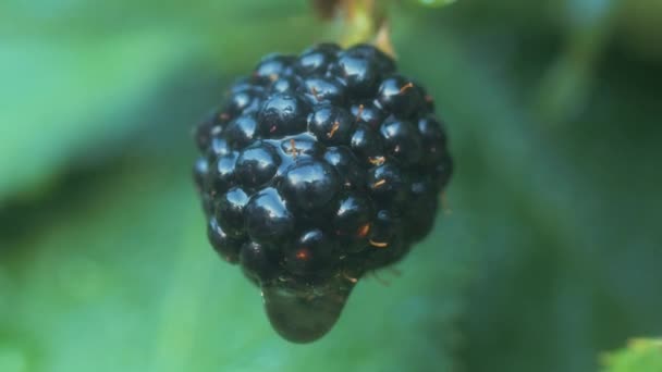 Ein Tropfen Wasser Fällt Den Sonnenstrahlen Von Einer Brombeere Makro — Stockvideo