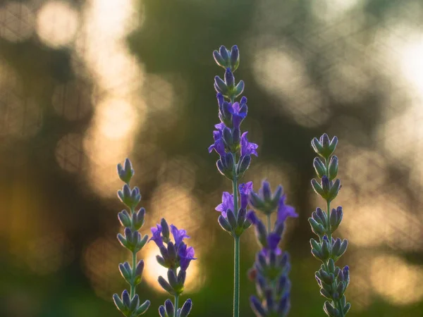 Les Fleurs Bleues Lavande Balancent Dans Vent Coucher Soleil Bokeh — Photo