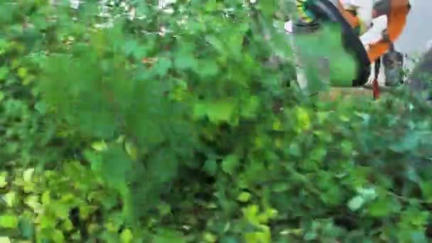 Ландшафтный Рабочий Использующий Стрижку Изгороди Обрезать Кусты Спиреи Медленное Видео — стоковое видео