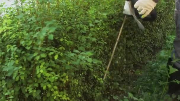 Trabajador Del Paisaje Usando Una Podadora Setos Para Podar Arbusto — Vídeo de stock