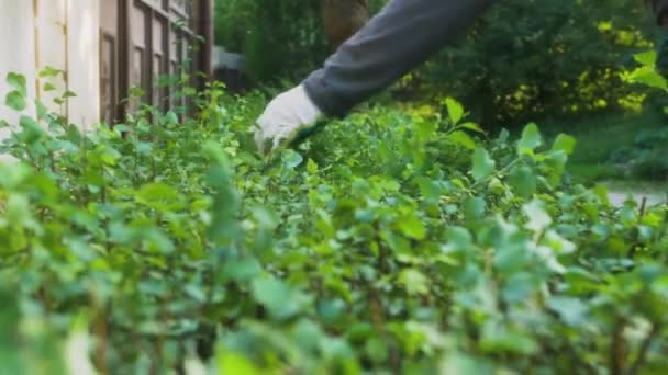 Hand Van Een Tuinman Verwijdert Gesneden Delen Uit Een Spirea — Stockvideo