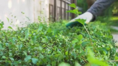 Bahçe işçisinin eli, kesilen kısımları çalılıktan ayırır. Peyzaj çalışmalarının yavaş çekim videosu.