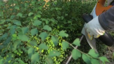 Bahçe işçisi, çalıları budamak için çim biçme makinesi kullanıyor. Çalıları kesme ve dekore etme çalışmalarının yavaş çekim videosu.