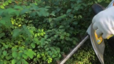 Bahçe işçisi, çalıları budamak için çim biçme makinesi kullanıyor. Çalıları kesme ve dekore etme çalışmalarının yavaş çekim videosu.