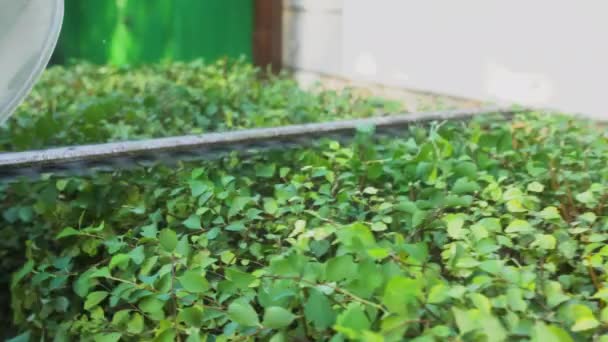 Landschapswerker Met Behulp Van Een Heggenschaar Een Spirea Struiken Snoeien — Stockvideo