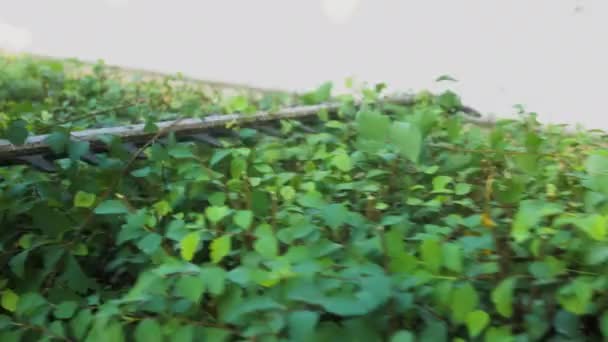 Landskapsarbetare Som Använder Häcksax För Att Beskära Spirea Buske Långsam — Stockvideo