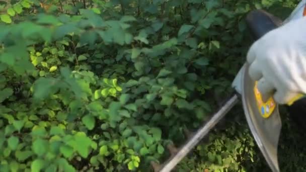 Trabajador Del Paisaje Usando Una Podadora Setos Para Podar Arbusto — Vídeo de stock