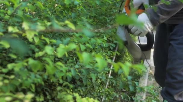 Landscape Worker Using Hedge Trimmer Prune Spirea Bushes Slow Motion — Stock Video