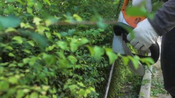 Bahçe Işçisi Çalıları Budamak Için Çim Biçme Makinesi Kullanıyor Çalıları — Stok video