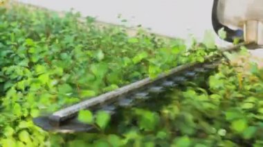 Bahçe işçisi, çalıları budamak için çim biçme makinesi kullanıyor. Çalıları kesme ve dekore etme çalışmalarının yavaş çekim videosu.