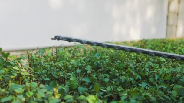 Trabajador Del Paisaje Usando Una Podadora Setos Para Podar Arbusto — Vídeos de Stock