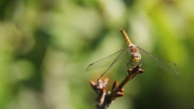 Bir yusufçuk dala oturur, rüzgarda sallanır ve başını çevirir. Sarı yusufçuk sembolü flaveolum 'un makro video çekimi.