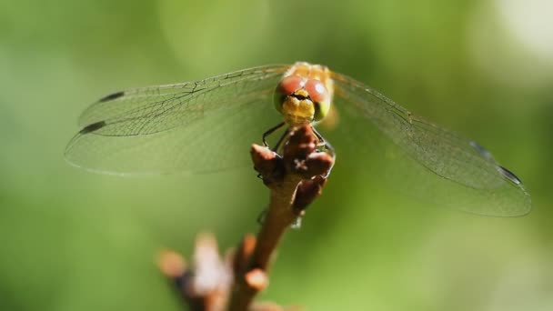 Eine Libelle Sitzt Auf Einem Zweig Wiegt Sich Wind Und — Stockvideo