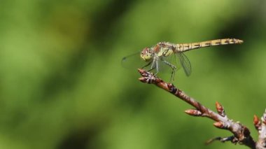 Yusufçuk bir dal üzerinde oturarak avlanır, bekler ve keskin bir şekilde havalanır, sonra geri döner. Sarı yusufçuk sembolü flaveolum 'un makro video çekimi.