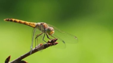 Bir yusufçuk dala oturur, rüzgarda sallanır ve başını çevirir. Sarı yusufçuk sembolü flaveolum 'un makro video çekimi.
